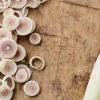 Citronnelle coupée*Picard Online