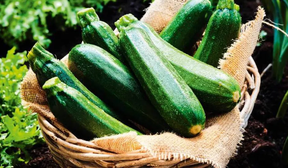 Courgettes bio local*Picard Hot